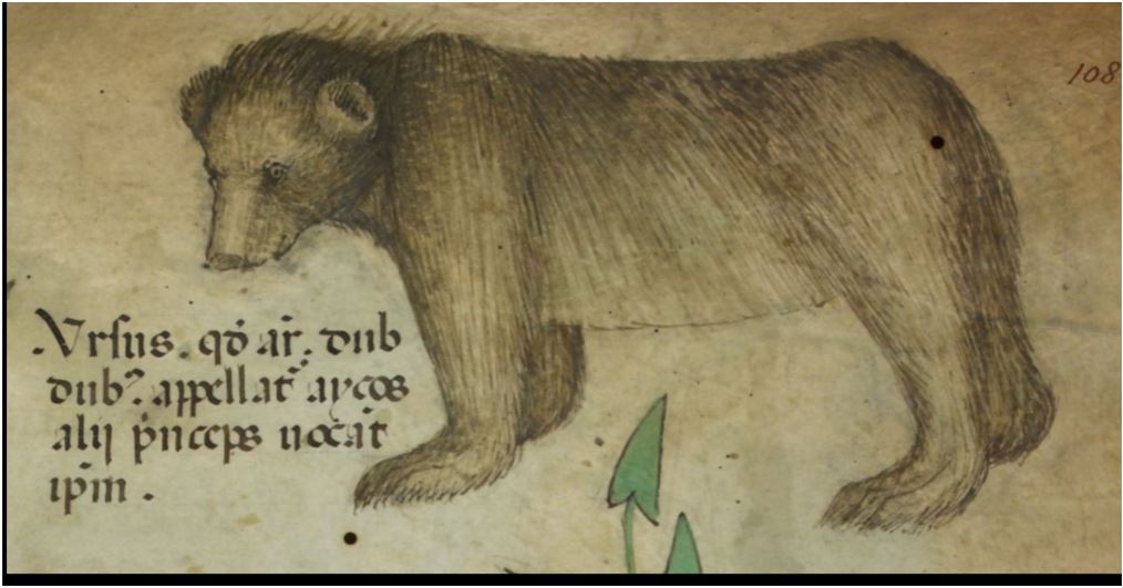 A bear in a medieval manuscript standing on all fours.; Literature Salon: &ldquo;You hunt me, and yet I wish you no harm&rdquo;: A Bear Speaks Back In a Medieval Chronicle