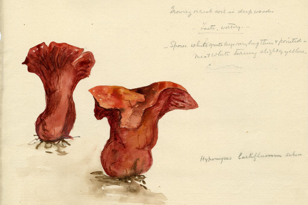 Mushroom drawing by Violetta Delafield.