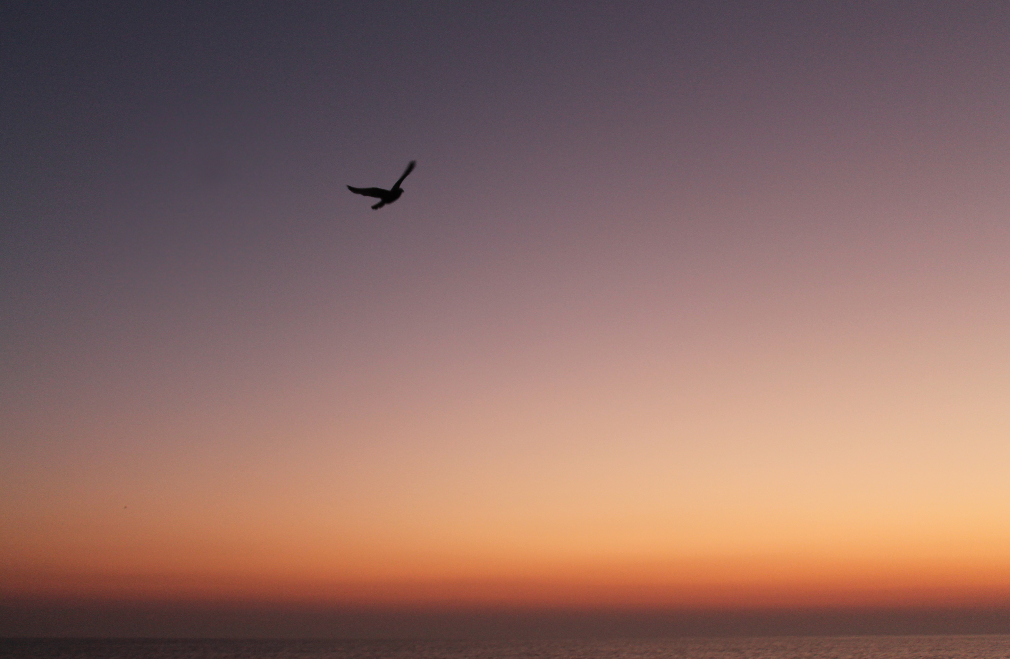 Changing Climate and the Winter Seabird Community of South Georgia