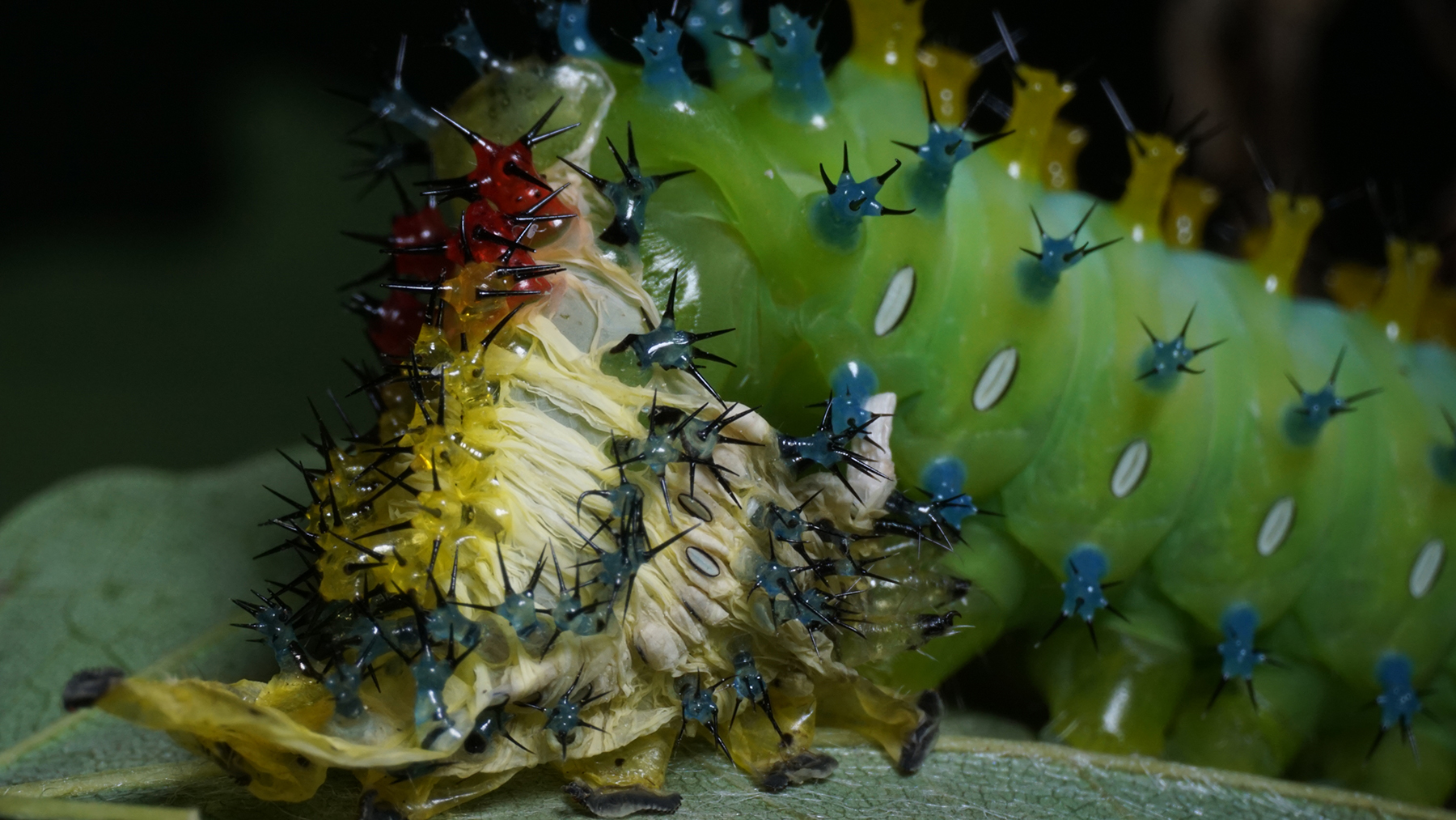 Carriers of Meaning: Some Research Threads in The Night Visitors, a Film about Moths by Michael Gitlin