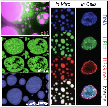 Abstract image of molecules.; Tuneable Multiphase Dynamics of Biomolecular Condensates&nbsp;