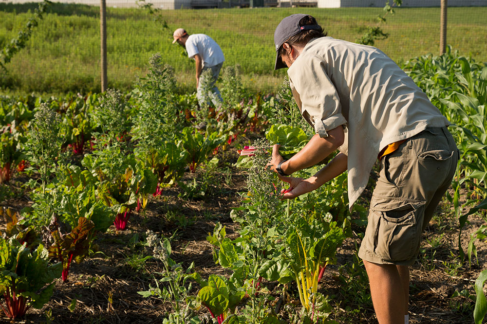 Food and Farming on Campus